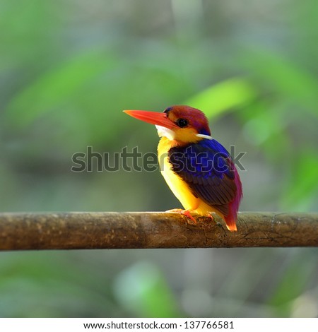Black-backed Kingfisher, Ceyx erithacus, a little cute tiny and colorful kingfisher showing rim light on its chest, bird in Thailand