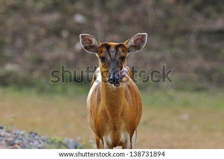 Feas Barking Deer with tongue and details in the jungle environment, deer, mouse, wild animal in nature