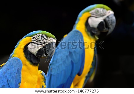 Sweet Blue and Yellow macaw perching together isolated on black background