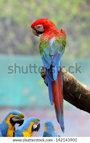 Best action with back details of Green wing macaw, green-winged macaw, red green blue macaw, green wings macaw, red macaw