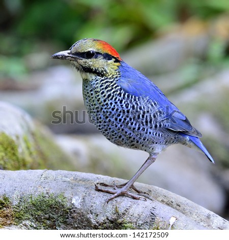 The best shot of Blue Pitta ever taken with nice composition and details, pittadae cyanea, lovely blue bird