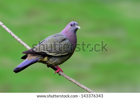 Pink-necked green pigeon, treron vernans, perching on the branch with clear green background, bird