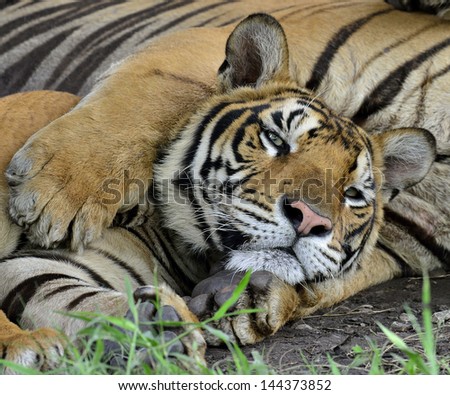 Relax closeup face of Bengal Tiger lying with other family member\'s feet on his neck