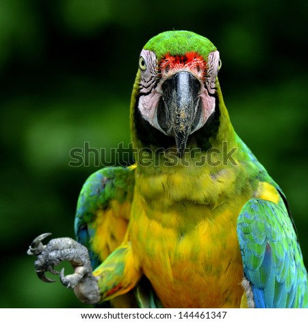 Buffon\'s Macaw showing his feet and curious face, green macaw bird
