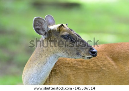 Muntiacus muntjak or feas barking deer also called fea\'s muntjac turn her back face