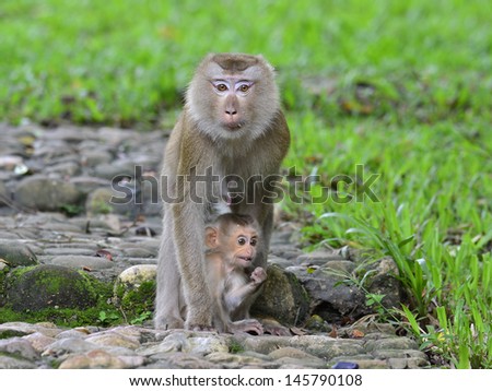 Mother and young monkey in each other hugs with love and care