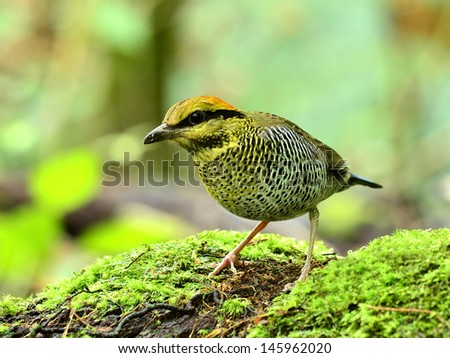 Female of Blue Pitta with nice composition on green mossy log, Hydrornis cyanea, bird