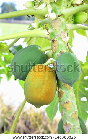Closeup of Fresh farmed papaya  with yellow ripe papaya fruit on its tree