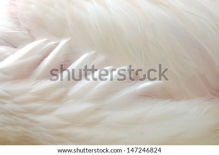 Clposeup of side greater Flamingo feathers