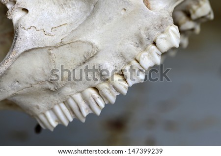 Giraffe skull with teeth and skeleton