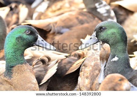 Male ducks with green heads among other ducks in the flock