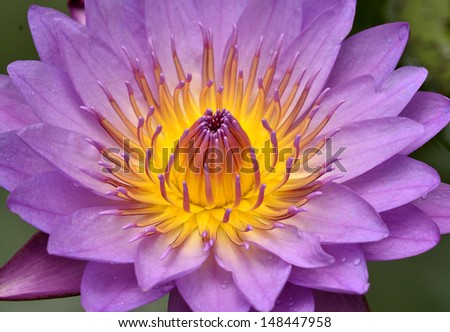 Closeup of Purple Lotus Flower with details of its pollens