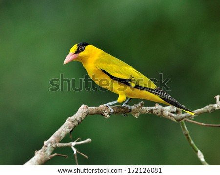 Black-naped Oriole, beautiful bright yellow bird (Oriolus chinensis) perching on nice branch