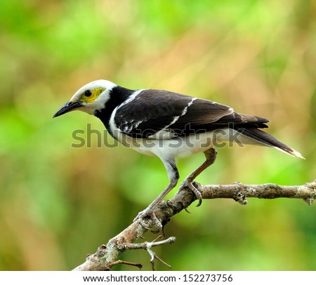 black-collared Starling bird (Sturnus nigricollis) standing on the branch with back profile