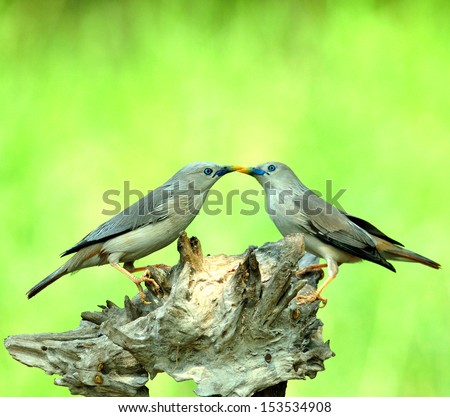 Lovely Pair of Chestnut-tailed Starling birds kissing each other (Sturnus malabaricus)