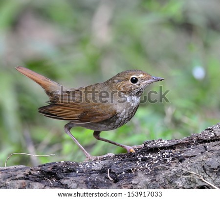 Rufous-tailed Robin (Luscinia sibilans) with details and red tail lifting