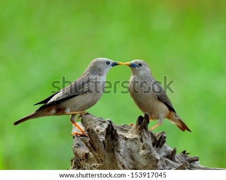 Sweet kissing birds, Chestnut-tailed Starling bird (Sturnus malabaricus) in very romantic meoment