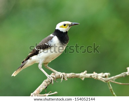 Black-collared Starling bird (Sturnus nigricollis) standing on the branch  with green blur background