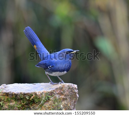 White-bellied Redstart bird, the beautiful blue bird standing on the rock with high tail up action