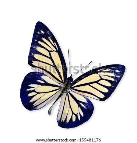 Light Yellow Butterfly Flying isolated on white background with soft shadow