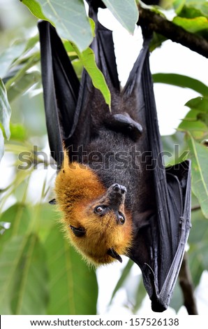 Hanging flying fox or big bat hanging on the tree with green leafs
