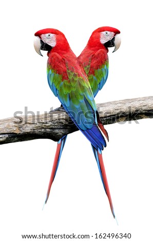 Sweet Pair of Red-and-green Macaw Parrot bird isolated on white background (green-winged macaw)