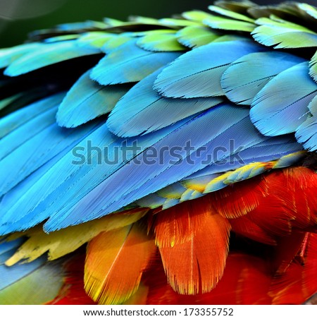 Close up of Parrot and Macaw bird feathers