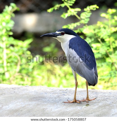 Black-crowned Night Heron bird standing on the ground with toe to head details (nycticorax paddies)