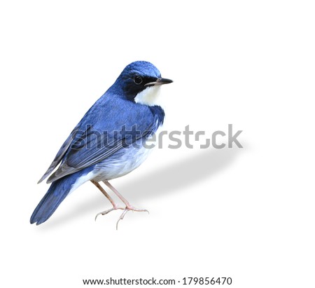 Beautiful standing blue bird, Siberian Blue Robin isolated on white background