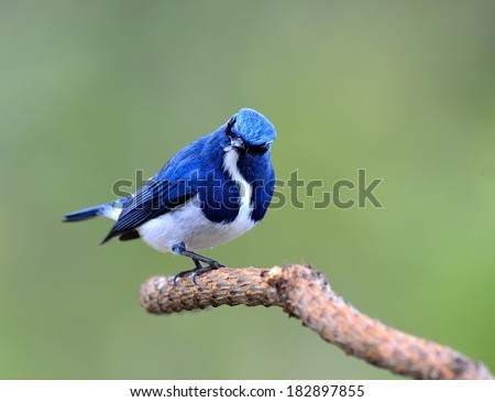 Lovely Ultramarine flycatcher, beautiful blue bird, posing on the branch with nice green background