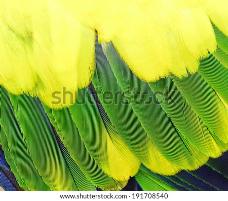 Yellow Blue and green parrot bird feathers in close up