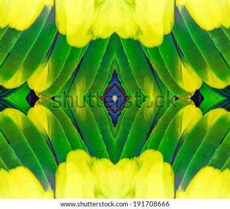 Close up of Yellow blue and green parrot bird feathers in great texture and background