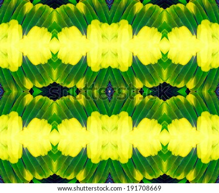 Compilation of yellow blue and green parrot bird feathers in great texture and background