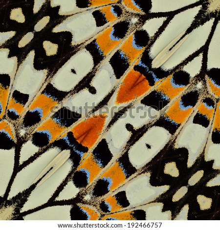 Beautiful Background Texture made from LIme Butterfly wings in nice pattern design