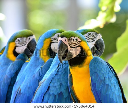Group of Blue and Gold Macaw birds sitting together