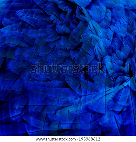 Mix of Blue and Gold Macaw bird feathers in great background texture