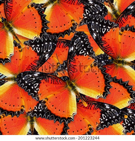 Beautiful orange and black background pattern made of Red Lacewing butterflies