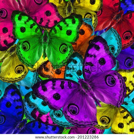 Exotic of nice background texture made of Peacock butterflies in colorful patterns