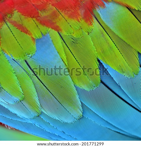 Close up of Green-winged Macaw bird\'s feathers in sharp details