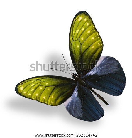 Beautiful flying yellow butterfly (stripe blue crow) in fancy color profile on white background with soft shadow