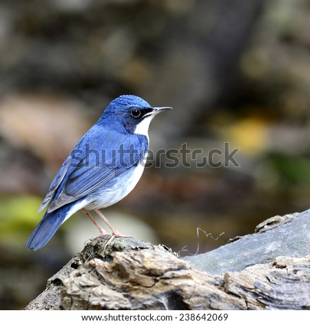 Exotic of Siberian Blue Robin, the little blue and white bird standing on the log