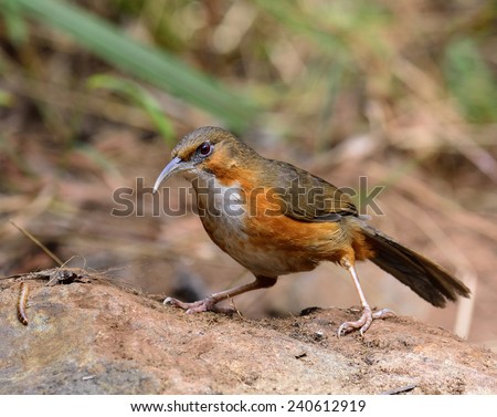 Rusty-cheeked Scimitar-Babbler, the beautiful brown and white chest bird with long curved lips searching for food on the rock