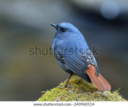 Male of Plumbeous Water Redstart, the ball blue bird standing on the mossy rock in the stream