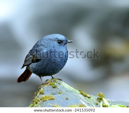 Plumbeous Water Redstart, blue bird standing on the mossy rock in the stream with moving stream behind