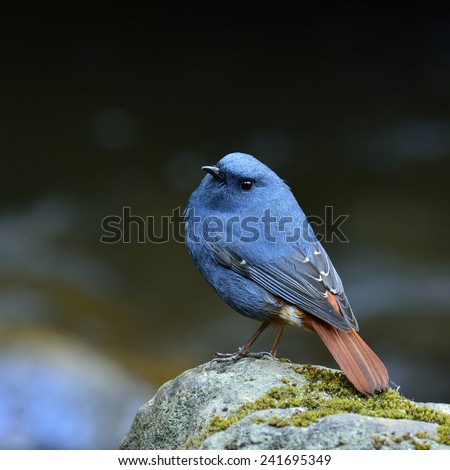 Plumbeous Water Redstart, the lovelyl blue bird standing on the mossy rock in the stream with back profile