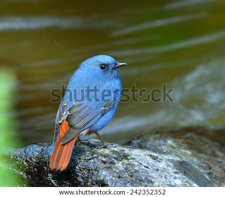 Plumbeous Water Redstart, beautiful chubby blue bird standing on the rock in the stream with water in background