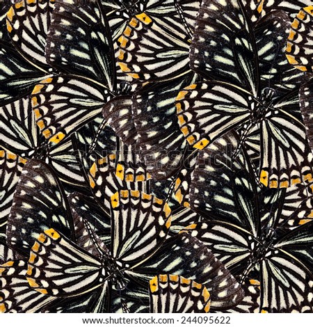 Black and White with yellow stripe background texture made of Lesser Zebra Butterflies in a grea design