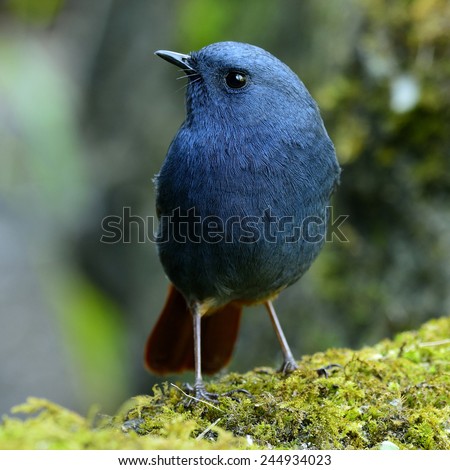 Plumbeous Water Redstart, lovely blue bird standing on the mossy rock in the stream with breast profile
