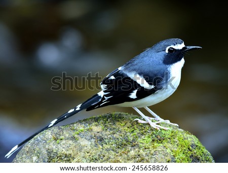 Close up of Slaty-backed Forktail, the beautiful grey, white and black bird living in the stream while perching on the rock