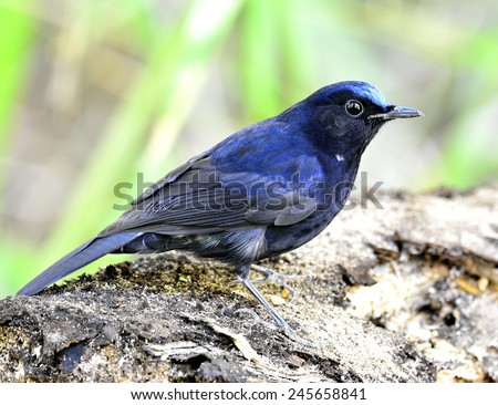 White-tailed robin, the dark blue bird standing on the log with sharp eye details